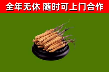 嘉荫县回收冬虫夏草