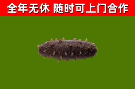 嘉荫县回收海参干